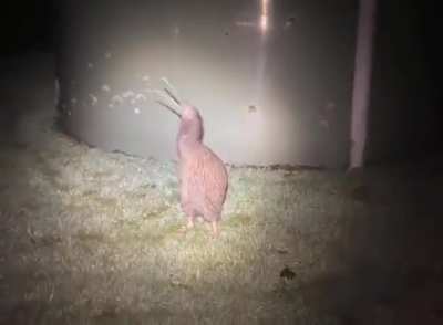 🔥 Apparently the call of a kiwi sounds like a mini T-Rex