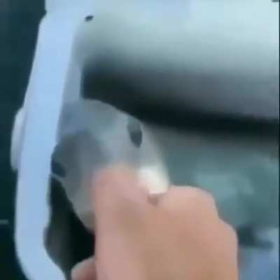 Wahoo 🐟