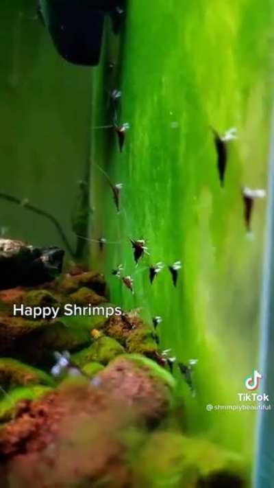 Happy shrimps