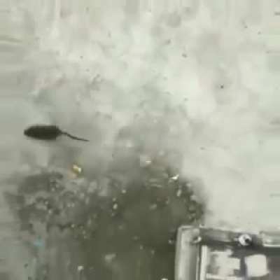 Malphite Q&rsquo;s Twitch