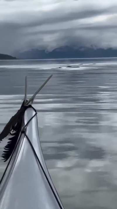 A peaceful kayak trip turns unforgettable &mdash; humpback whales surface just meters away in Sitka, Alaska.