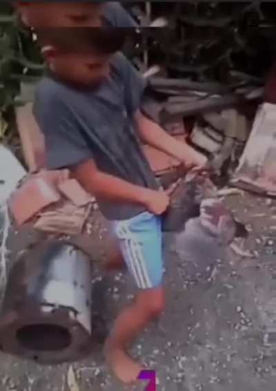 cockfighting