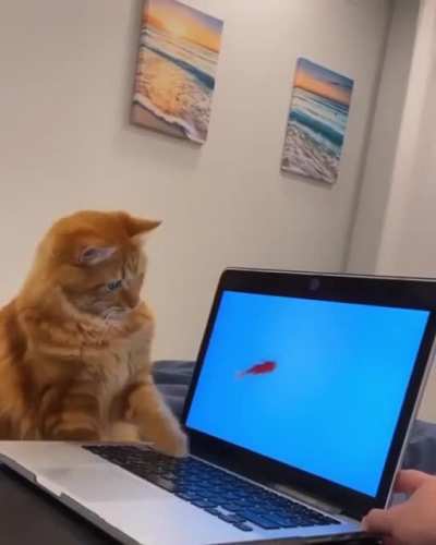 CaT geTS EleCTrocUTed tO dEAtH bY elEcTrIC FisH