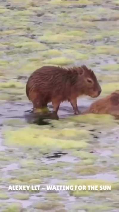 Maybe Maybe Maybe