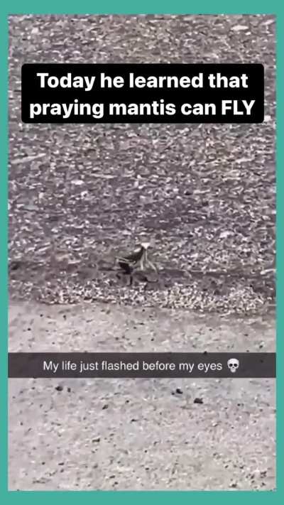 He learned today that praying mantis can fly. Then his life flashed in front his eyes