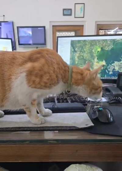 Catching a mouse.