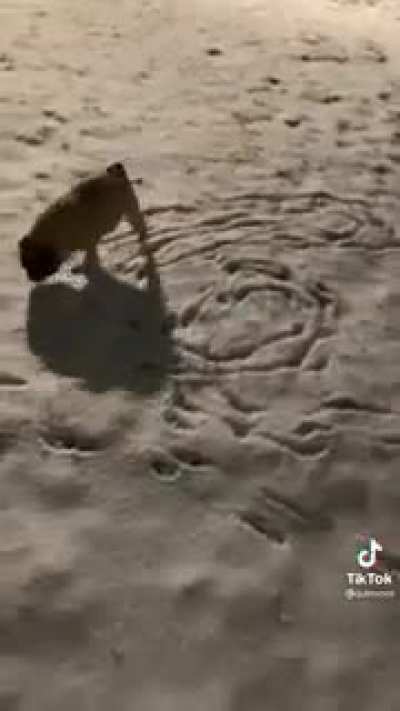 Cachorro art&iacute;stico
