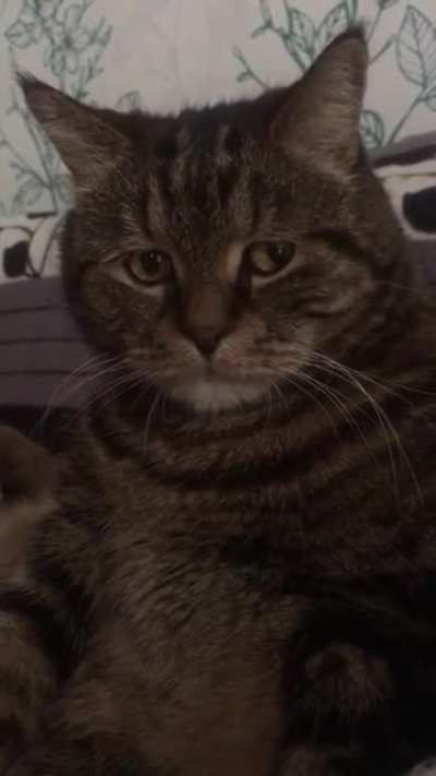 this sad cat
