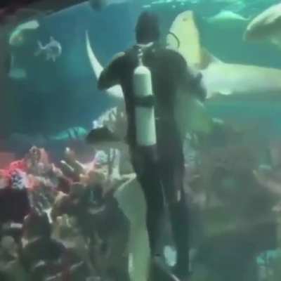“May I have this dance, m’sharky?”