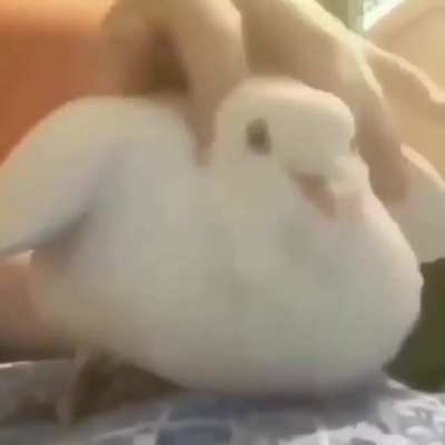 Mira que lindo