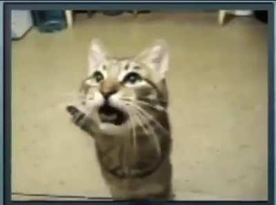 Rule (Cat)