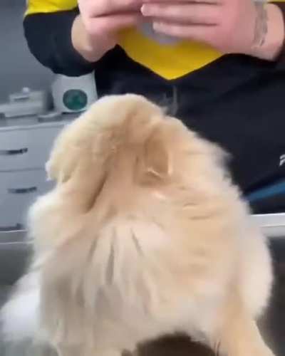 S&ouml;ven Kedi