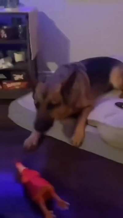 German shepherd attempts to imitate a rubber chicken.