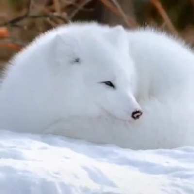 Песец
