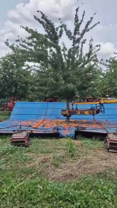 Cherry harvesting