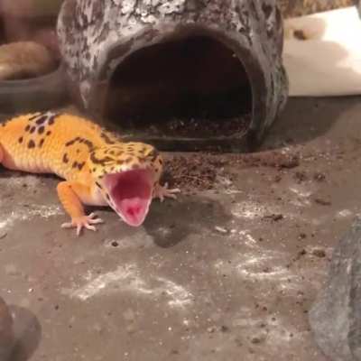 enjoy this video of my sleepy baby
