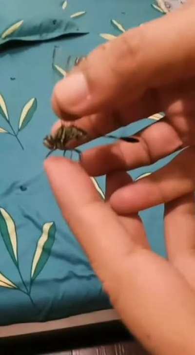 What's buggin you
