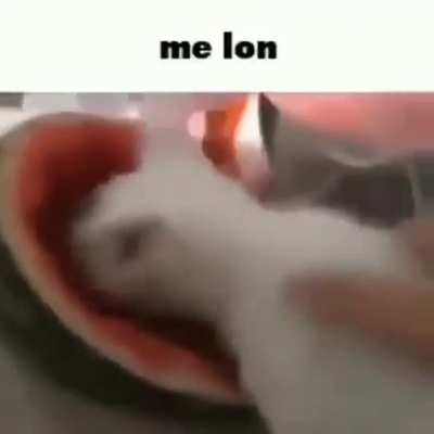 Melón