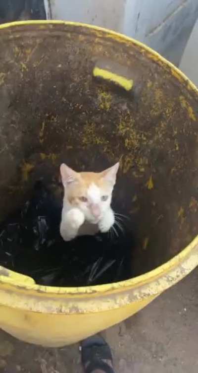 🐈