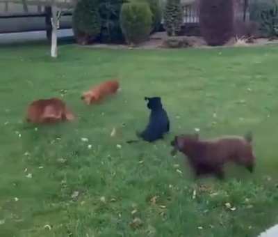 Ankara doggy ankara ankara&hellip;