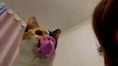Gato chupet&atilde;o