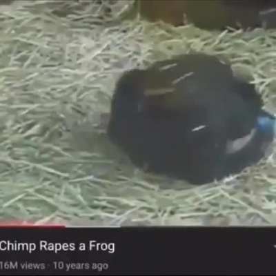 Chimp