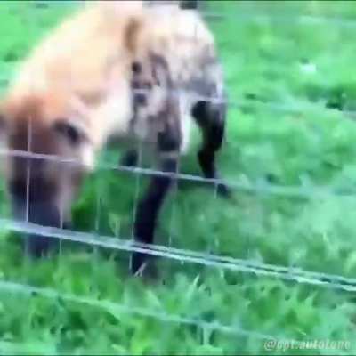 Animals with autotune