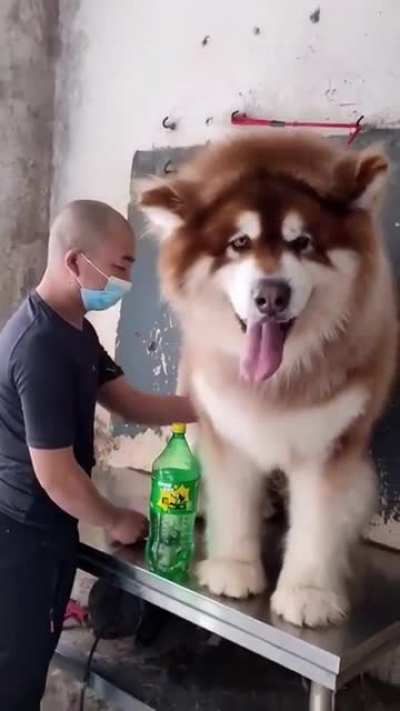 Маламутик