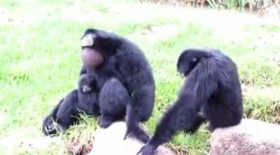 Apes with expandable necks.