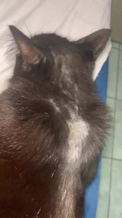 Minha gatinha