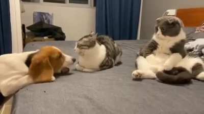 Cat on the right