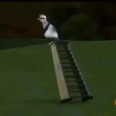 bunged penguin