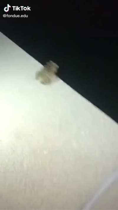 NOOO MR FROGGY :(
