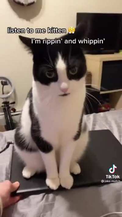 Kitty on my laptop