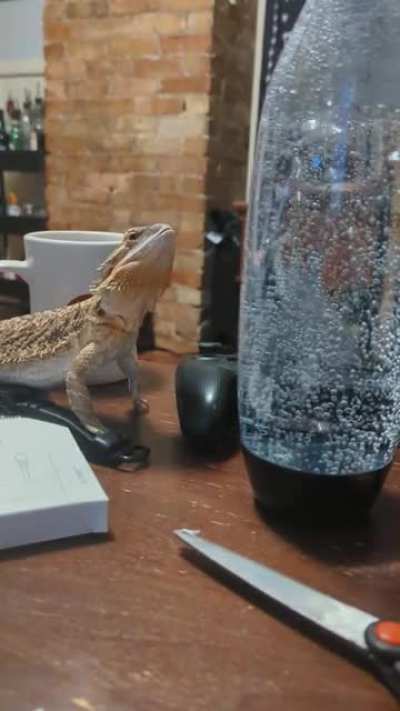 "It's moving so it's gotta be food, right?" - probably toast in this moment.