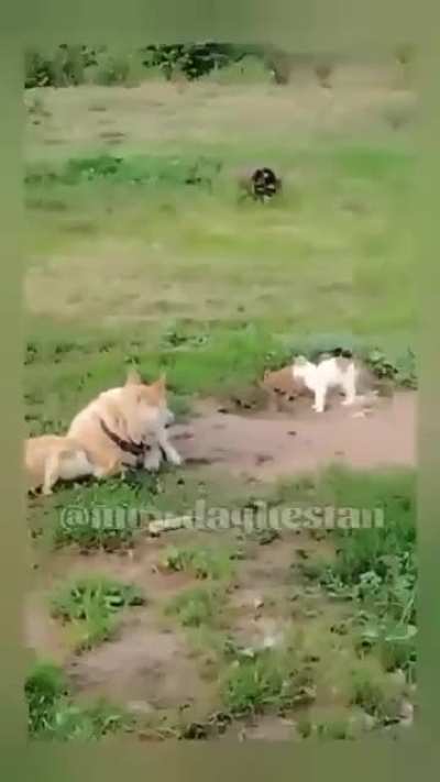 Группой лиц по предварительному сговору.