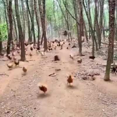 Chicken troops