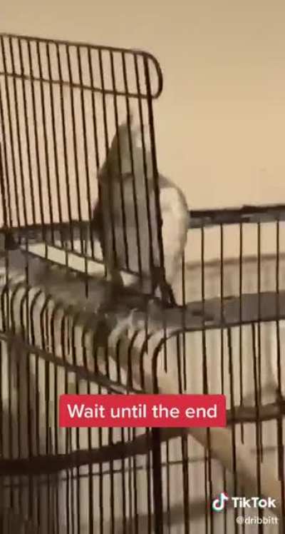 Silly birb