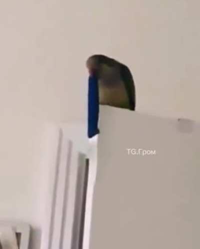 "This is a low-flying parrot attack" - Radiohead