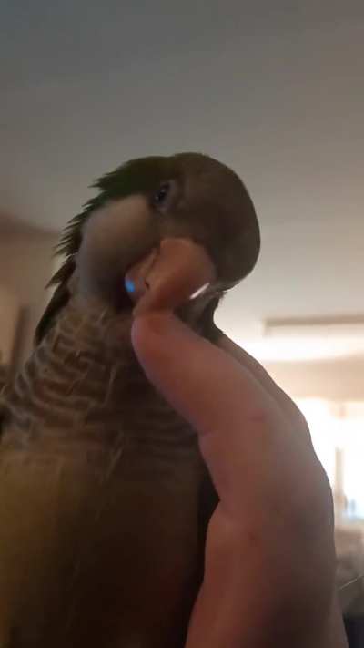 Head shake "no" poisoning or hormones?