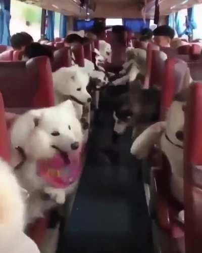 We're going to a dog party.