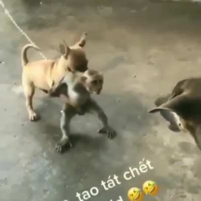 Держите меня, а то я его на хрен порву на кусочки!