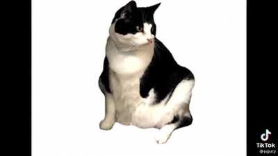 You&rsquo;re a douche-cat, douche-cat, do-do-do-do~