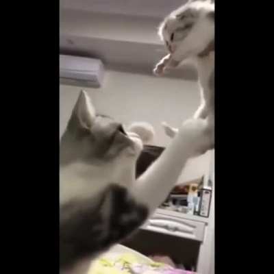 Overprotective Mama Cat