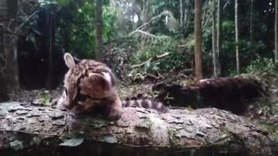 This is Loki, a young male margay. He's in the jungle learning skills for his future reintroduction into the wild.