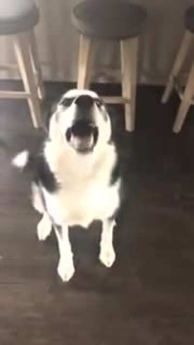 Naughty Howlies