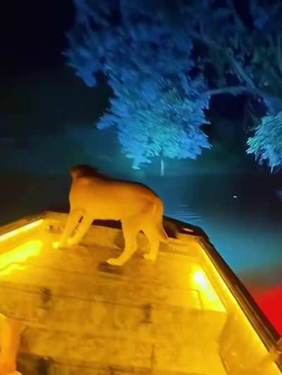 Dog