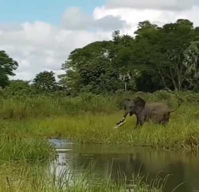 Crocodile bites off more than it can chew after chomping on an elephant&rsquo;s trunk