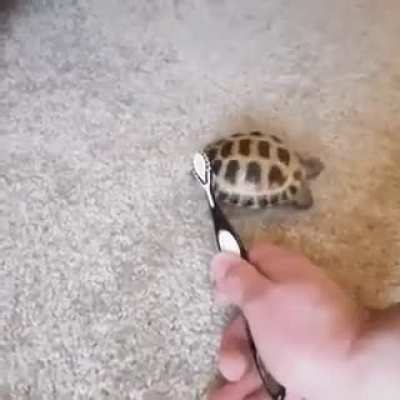 Contemplem