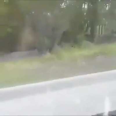 This Bird tries to protect the little Hedgehog forcing him out of danger on the road :